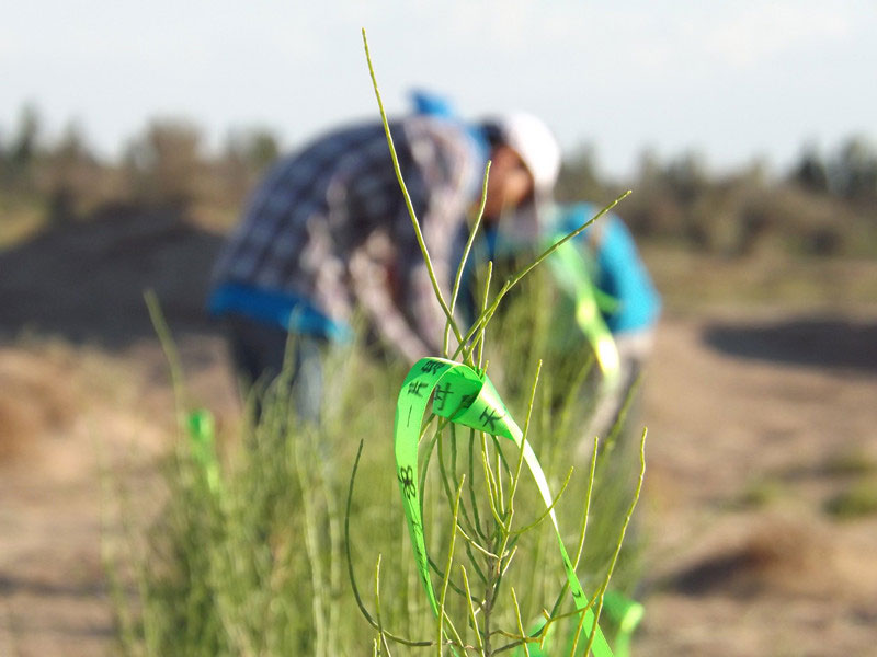 7��14�����磬��ҁ��������֌���ٛ�ߵľG�z��ϵ��������������ͽz����ꖹ����ҫ���W���Gɫ�Ĺ�â��