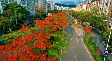 云南這條路藏了份夏日告白